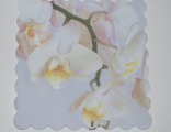 Орхидея на белом 10*10
